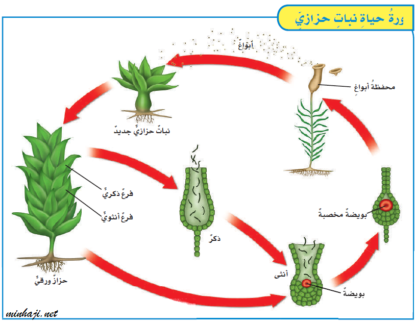 من امثلة النباتات المعراة البذور